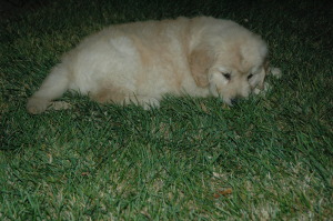Kona in our front yard, only 10 weeks old