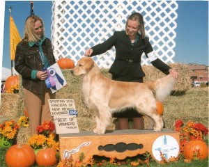 Polo winning at Dog Show