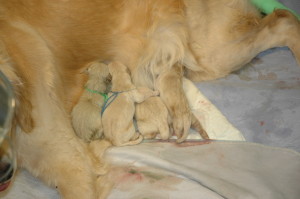Four Puppies!