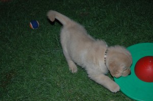 Playtime outside with Yellow Puppy